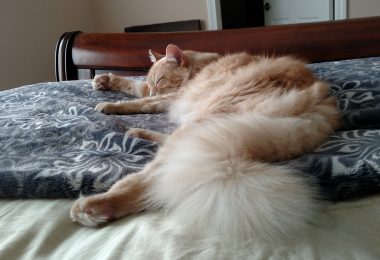 How My Cat Threw a Cascarón At Me